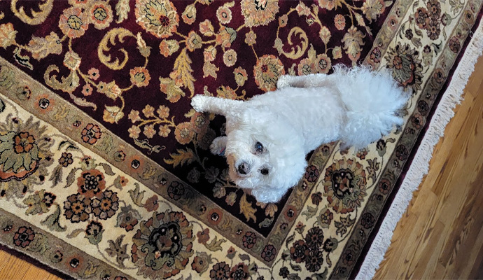 Top Rug Cleaning Experts in New Jersey – Quality Service | Contact Us!