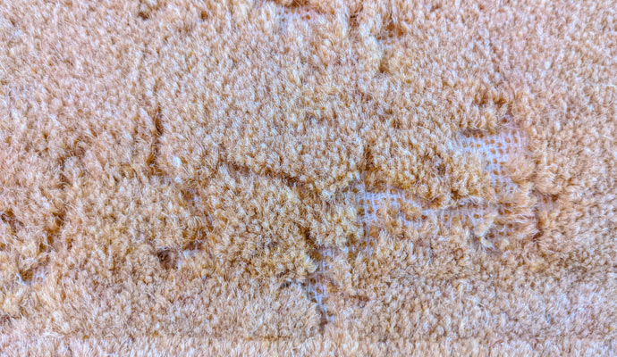 damage caused by carpet moths