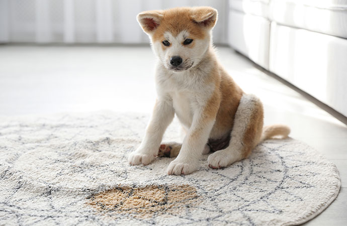 Introducing Rugs Pet & Stain Removal Cleaning Service by Professionals