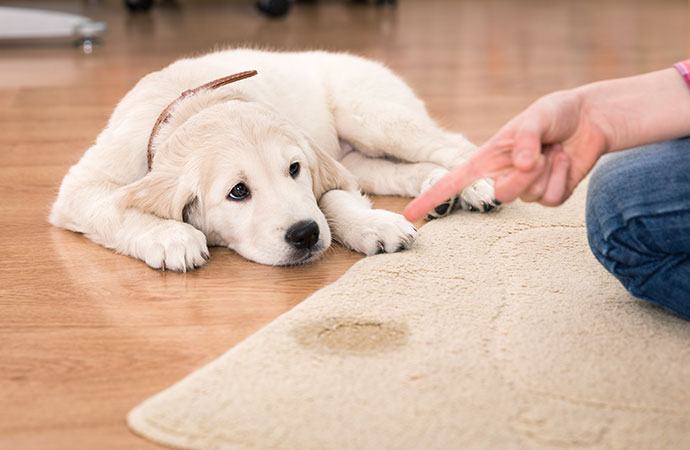   Pet Urine Rugs Treatment Process: How to Remove Stains & Smell