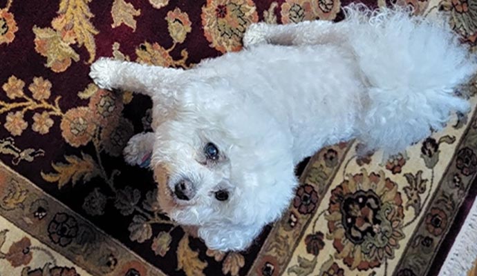 Puppy standing on rug