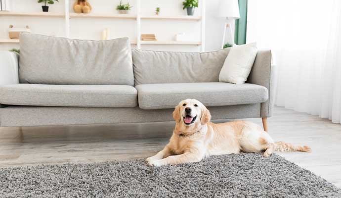 A dog laying on a rug